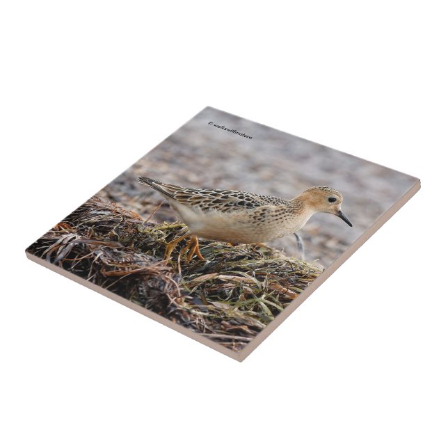 Azulejo Perfil de un Sandpiper con el pecho descubierto en (Lado)