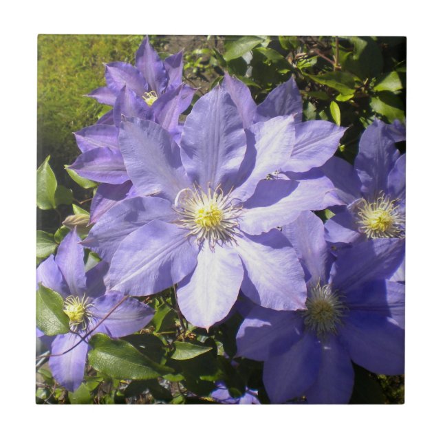 Azulejo Periwinkle Clematis Tile (Frente)
