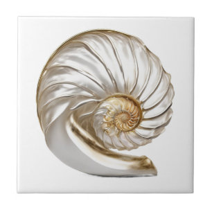 Azulejo Perla de caracol nautilus 3D playa mar náutico