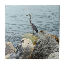 Azulejo Perón Sobre Las Rocas En La Playa