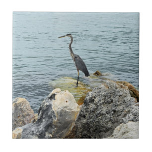 Azulejo Perón Sobre Las Rocas En La Playa