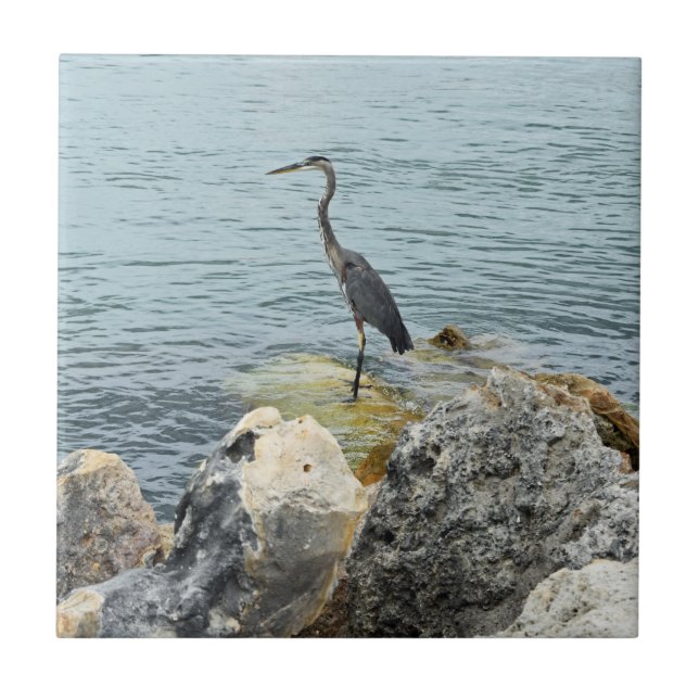 Azulejo Perón Sobre Las Rocas En La Playa (Frente)