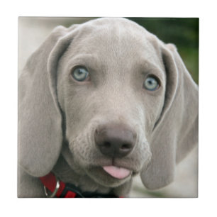 Azulejo Perrito adorable del weimaraner