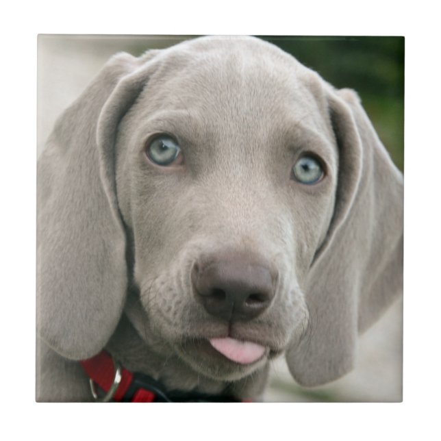 Azulejo Perrito adorable del weimaraner (Frente)