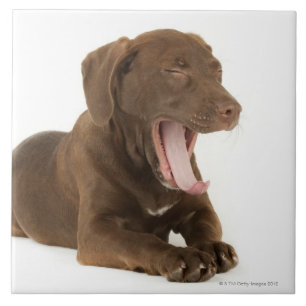 Azulejo Perrito de cuatro meses del laboratorio del