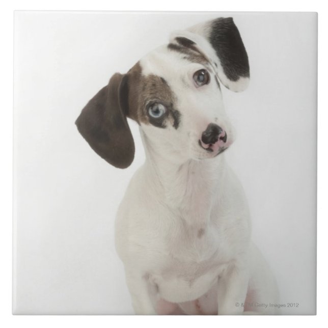 Azulejo Perrito de la hembra del Dachshund/de la chihuahua (Frente)