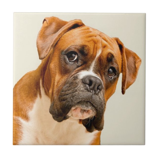 Azulejo Perrito del boxeador en el contexto poner crema de (Frente)