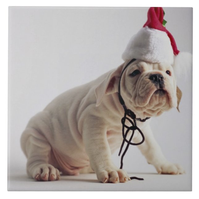 Azulejo Perrito del bulldog que lleva el gorra de Santa (Frente)