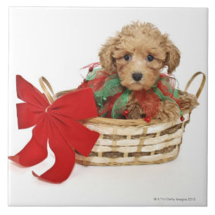 Azulejo Perrito del caniche que se sienta en cesta del