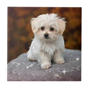 Azulejo Perrito maltés...adorable