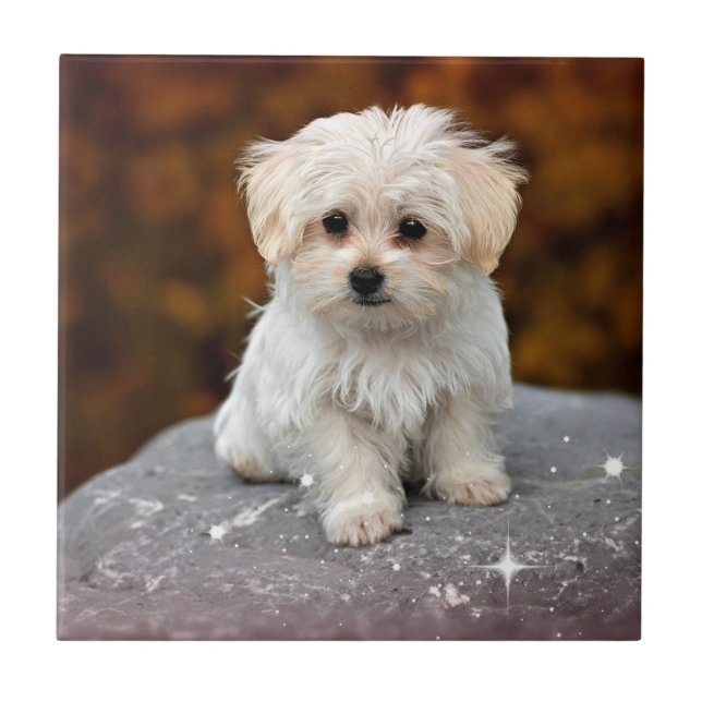 Azulejo Perrito maltés...adorable (Frente)
