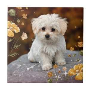 Azulejo Perrito maltés...adorable