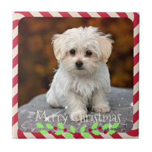 Azulejo Perrito maltés... Navidades marco