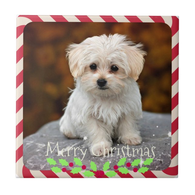 Azulejo Perrito maltés... Navidades marco (Frente)