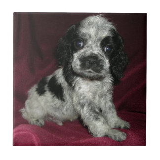 Azulejo perrito melado de cocker spaniel del americano,