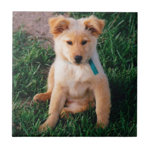 Azulejo Perrito mezclado adorable de la raza