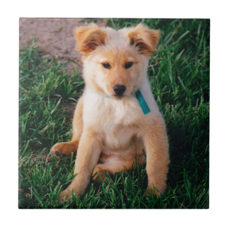 Azulejo Perrito mezclado adorable de la raza