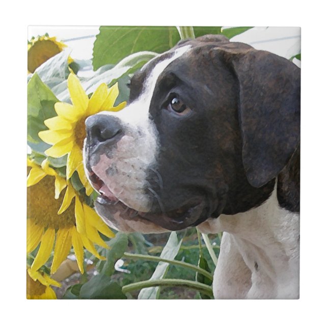 Azulejo Perrito y girasoles del boxeador (Frente)