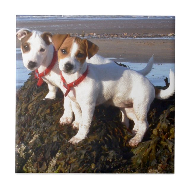 Azulejo Perritos de Jack Russell (Frente)