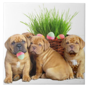Azulejo Perritos de Pascua Dogue de Bordeaux