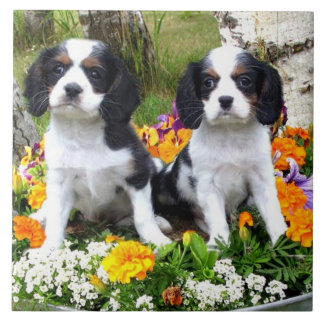 Azulejo Perritos del perro de aguas de rey Charles