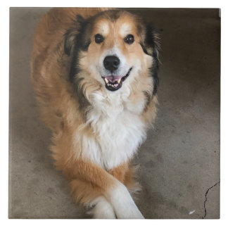 Azulejo Perro