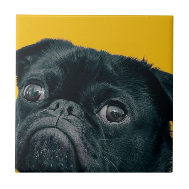 Azulejo perro amarillo (Frente)