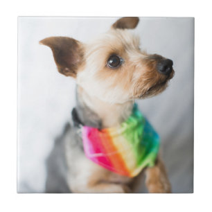 Azulejo Perro arco iris del orgullo gay  Yorkshire Terrier