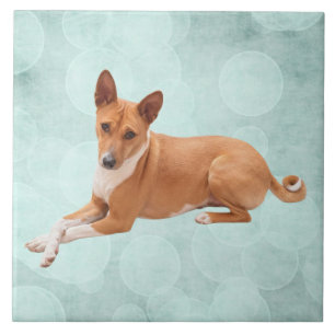 Azulejo Perro Basenji