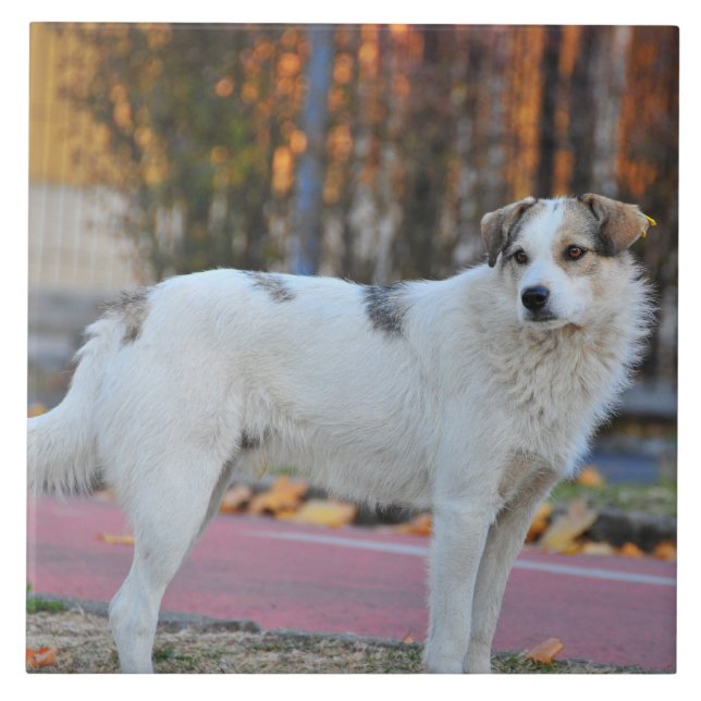 Azulejo Perro blanco (Frente)
