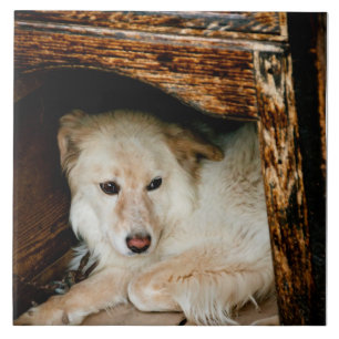 Azulejo Perro blanco