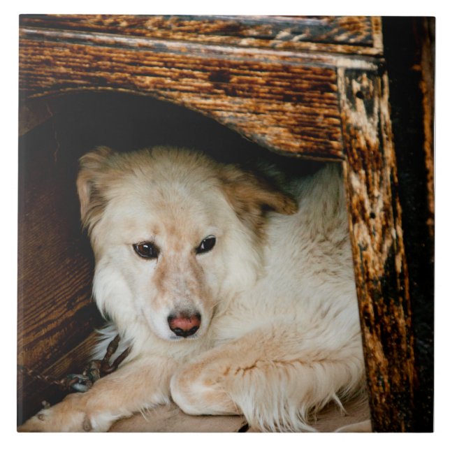 Azulejo Perro blanco (Frente)