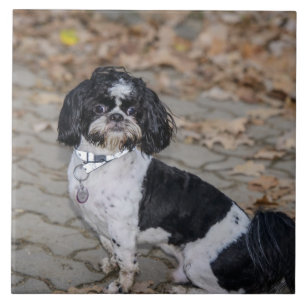 Azulejo Perro blanco y negro