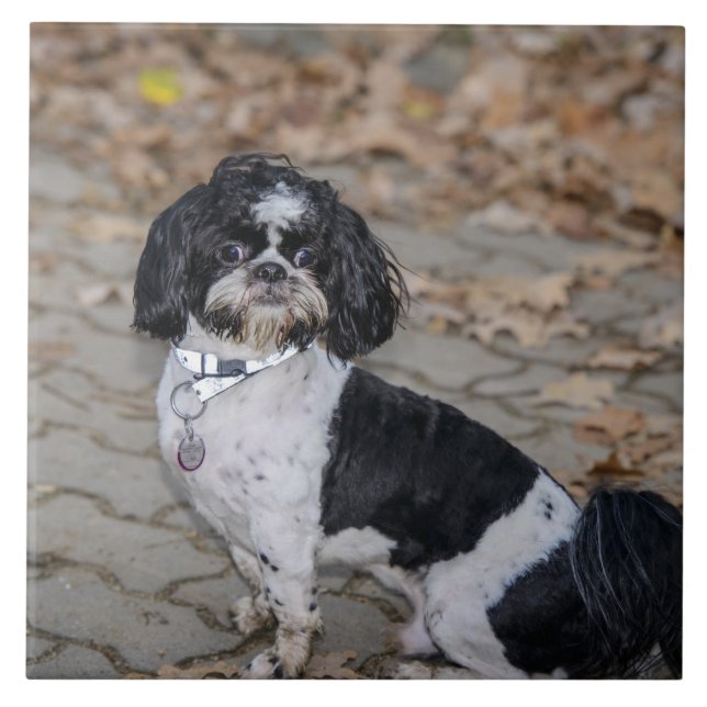 Azulejo Perro blanco y negro (Frente)