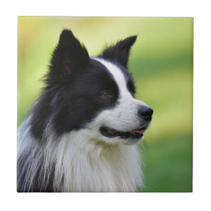 Azulejo Perro Border Collie negro y blanco