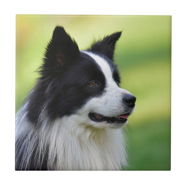 Azulejo Perro Border Collie negro y blanco (Frente)