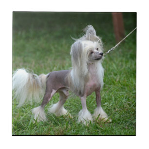 Azulejo Perro con cresta chino alerta