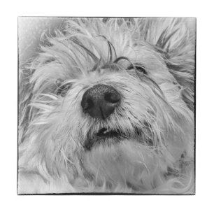 Azulejo Perro Coton de Tulear
