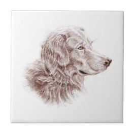 Azulejo Perro de aguas retriever