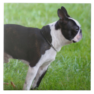 Azulejo Perro de Boston Terrier