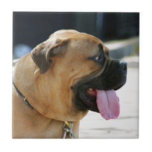Azulejo Perro de Bullmastiff