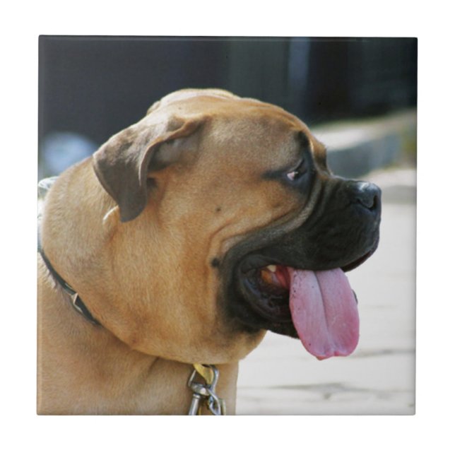 Azulejo Perro de Bullmastiff (Frente)