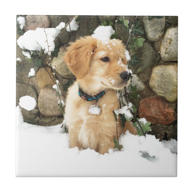 Azulejo Perro de la nieve, cachorro, foto rústica al aire  (Frente)