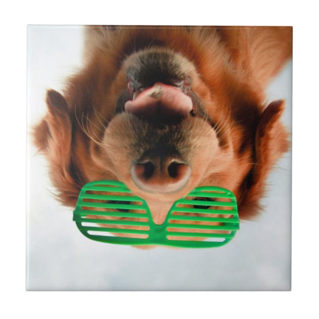 Azulejo Perro de las imágenes el | de Getty con los (Frente)