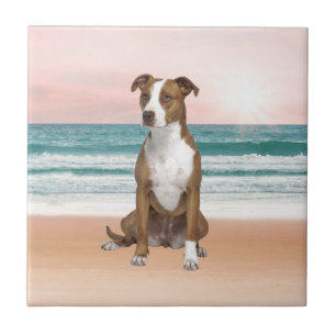 Azulejo Perro de Pitbull lindo sentado en la playa con pue