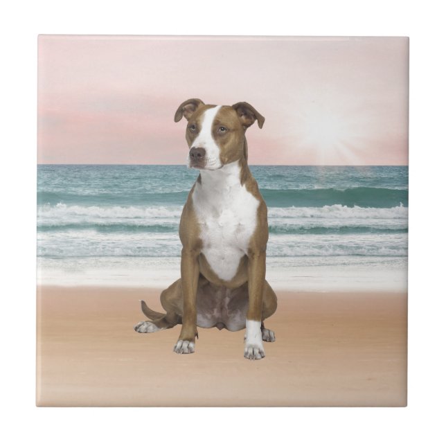 Azulejo Perro de Pitbull lindo sentado en la playa con pue (Frente)