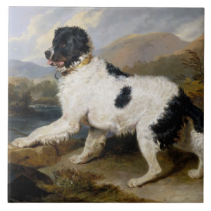 Azulejo Perro de Terranova (animal blanco y negro)