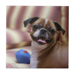 Azulejo Perro feliz con juguete