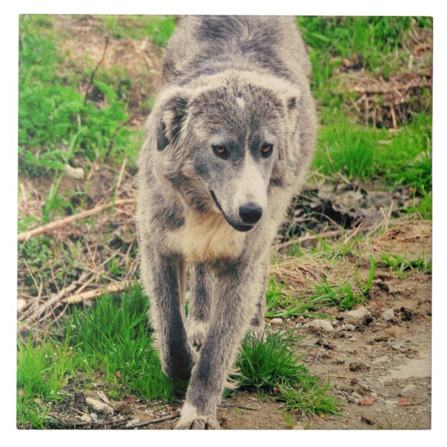 Azulejo Perro gris (Frente)