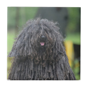 Azulejo Perro lindo de Puli